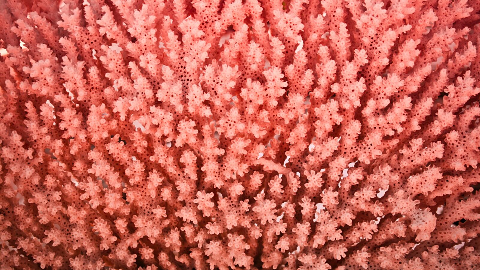 Pantone colour 2018 Coral